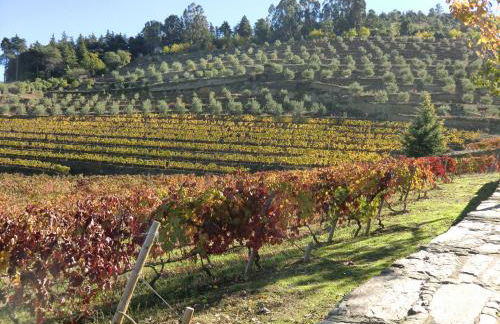 Quinta das Aveleiras - Foto 10