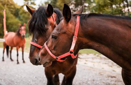 Agroturystyka Gajówka Pilica - Foto 28