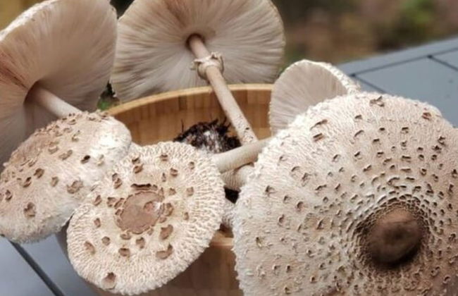 Holiday Home Under the Trees - Photo 19