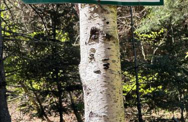 Bieszczady ClaraArt - Foto 55