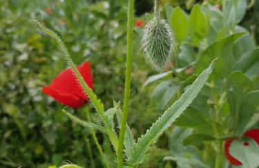 Casa da Ti Bia - Foto 33