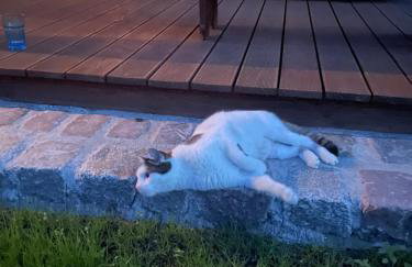 Domki Smokowo - Foto 32