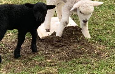 Hertford farm Woodland cabin pet friendly firepit bbq - Foto 22