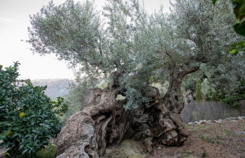 OLIVAR de S’HERETAT Trekking/ruta GR-221 (ETV/2099) - Foto 28