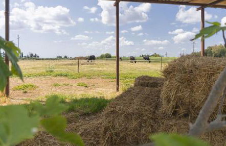 AGRITURISMO SCALELLE - Foto 88