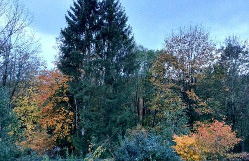 Olifant in Osterode - Foto 54