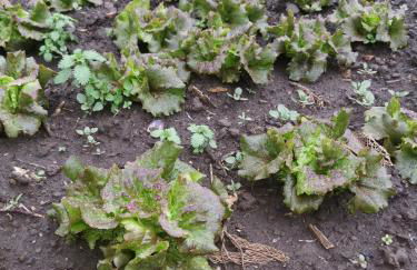 La Fattoria Dei Nonni - Foto 71