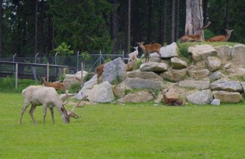 Haus am Park - Foto 8