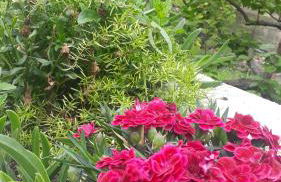 Carrubo - Giardino in città - Foto 30