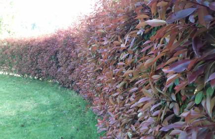 CAMPO DE SOBARBO - Guest House rural - Foto 44