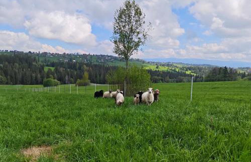 Chata Leszczynówka - Willa - Foto 25