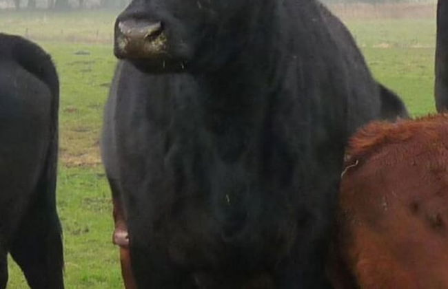 at the Organic Farm Angus-hof - Foto 13