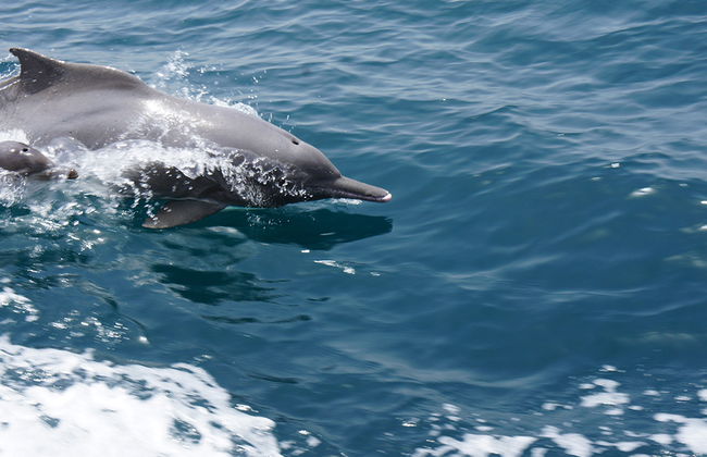 Delfin-Kreuzfahrt - Foto 6