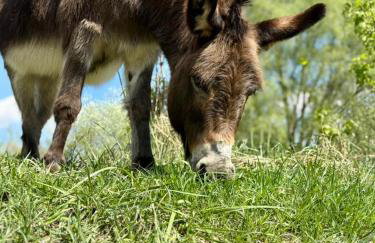 Agroturystyka Traperska Osada - Foto 61