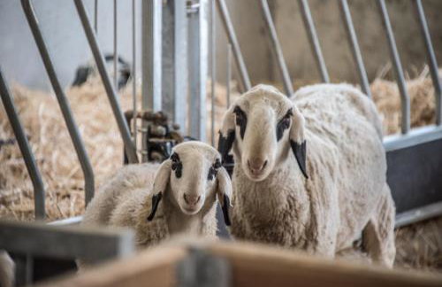 Archehof Hochzirm Lodge Franz - Foto 20