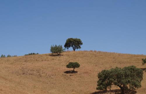 Herdade dos Montes Bastos - Foto 14