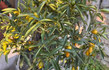 Nostro Rifugio - Foto 2