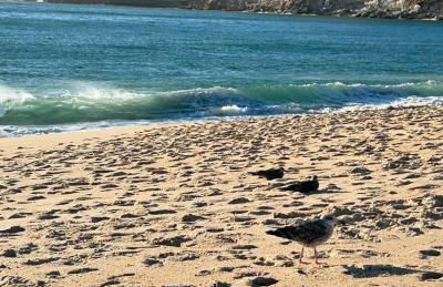 Nazaré Sol - Excelente Vista para o Mar - Foto 2