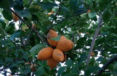 Douro Balcony - Foto 63