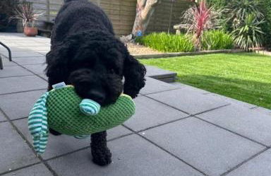 Stylish, Dog Friendly Coastal Bungalow With Garden - Foto 11