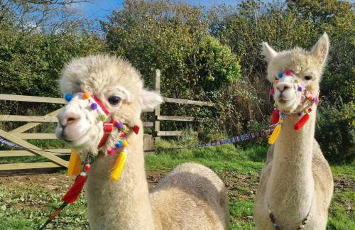 3 Bed in Umberleigh oc-78305 - Photo 25