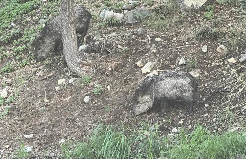 Pine Nest Retreat Saloon and Scenic Views - Foto 57