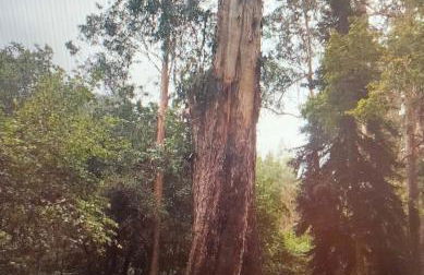 playa de covas-Viveiro apartment - Foto 13