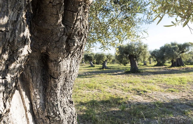 Agriturismo Dattilo - Foto 29