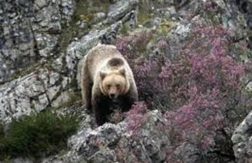 zentralclub La Osera visionando la naturaleza - Foto 15