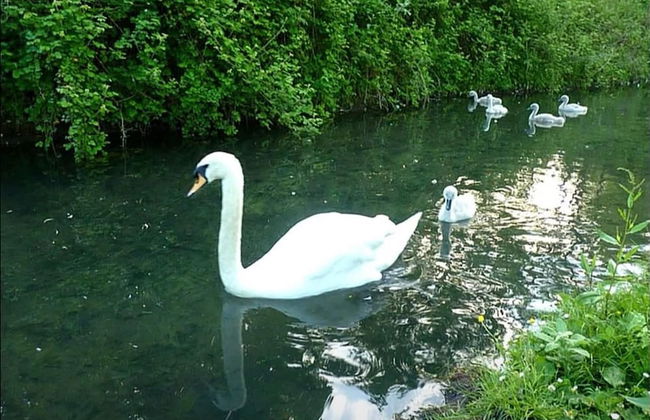 Arundel Cottage Retreat - Foto 14