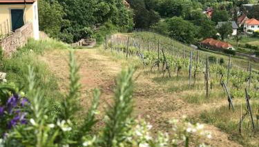 Wohlfühl-Apartment am Paradiesberg - Foto 3, Garden