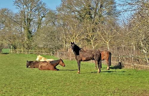 LA CHARMILLE Jolie maison de campagne 15 personnes piscine calme - Foto 7