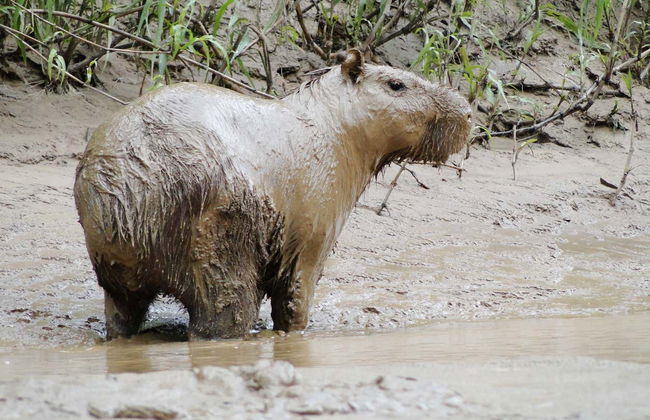 Sunset River Boat + Capybara Watching - Foto 2