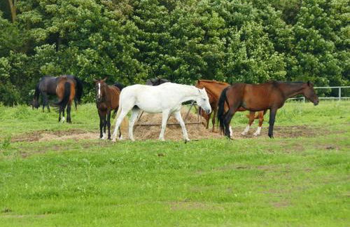 Bungalow Blue Sea im Green Village Benz - Foto 30