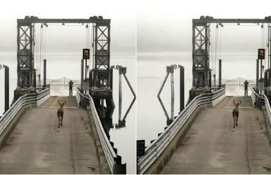 Amazing Sunrise at Coastal Luxury Cabin Rental on Herron Island with Fire Pit and Paddle Boarding near Olympia, Washington - Foto 3