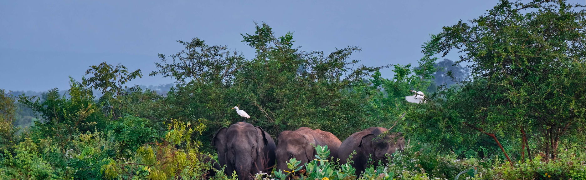 Udawalawe Private Trip - Foto 1