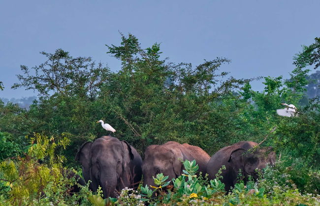 Excursión privada a Udawalawe - Foto 1
