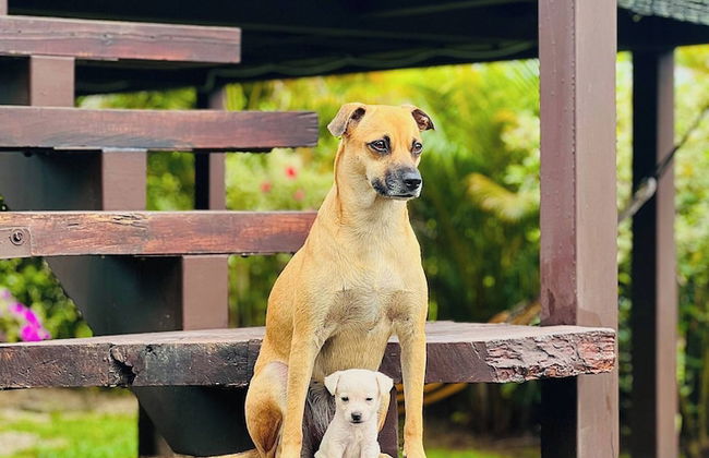 Luxury Glamping in Ruztico - Photo 26