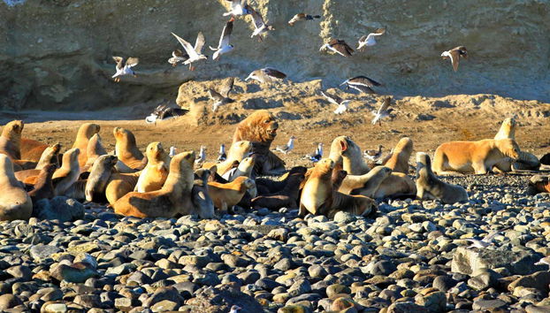 Leones marinos en isla Marta