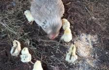 Trilocale Margine Rosso - Foto 69