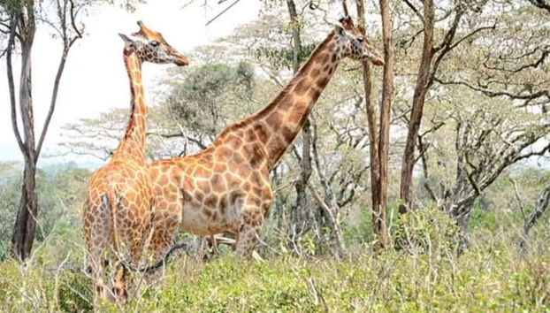 Excursión al Giraffe Centre - Foto 4, Visitando el Giraffe Centre de Nairobi