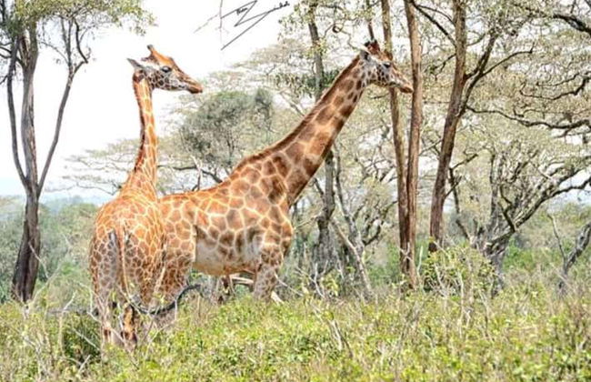Excursión al Giraffe Centre - Foto 4