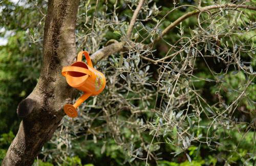 All Ulivo - Photo 37