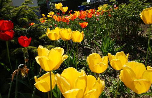 Citynahe Wohnung Festung Ehrenbreitstein 65m² mit großem Garten - Foto 17