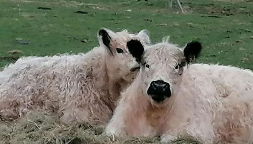 Ferienhaus Knorreichenstieg - Foto 4