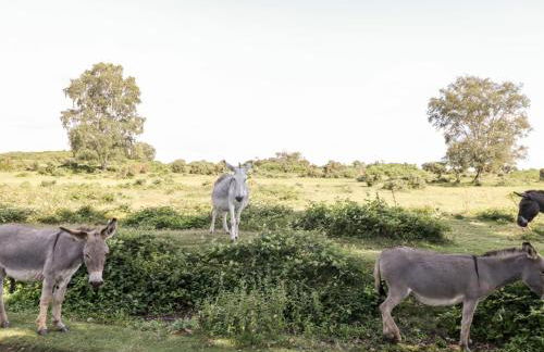 Oakapple Cottage - Photo 45