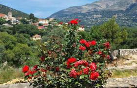 Mountain Breeze Cottage - Foto 8