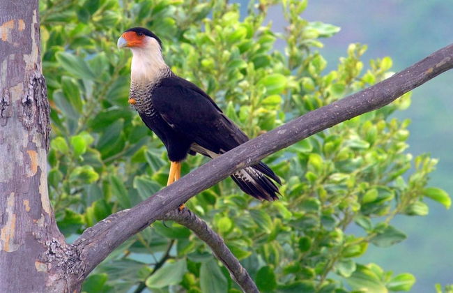 Luxe 4 Bdrm Villa w Epic Oceanview Infinity Pool - Foto 63