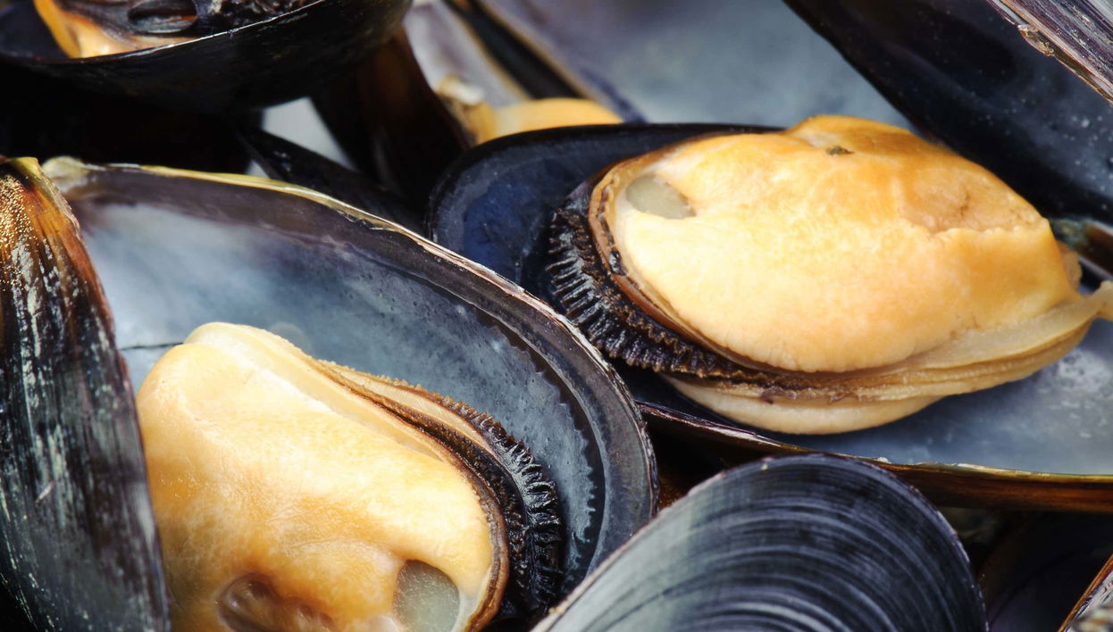 Paseo en barco por la ría + Degustación de mejillones
