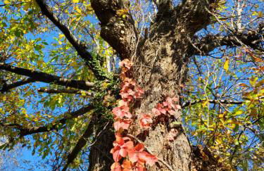 Bella Vista Lago Maggiore Einzigartiger Blick 365 Tagen - Foto 67